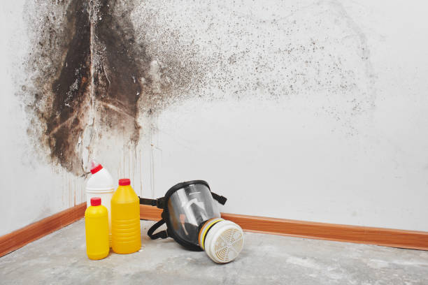 Best Crawl Space Mold Removal  in Valley Park, MO