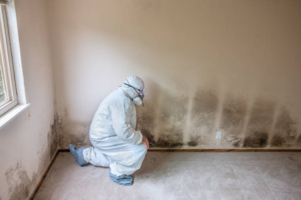 Mold Removal Process in Valley Park, MO
