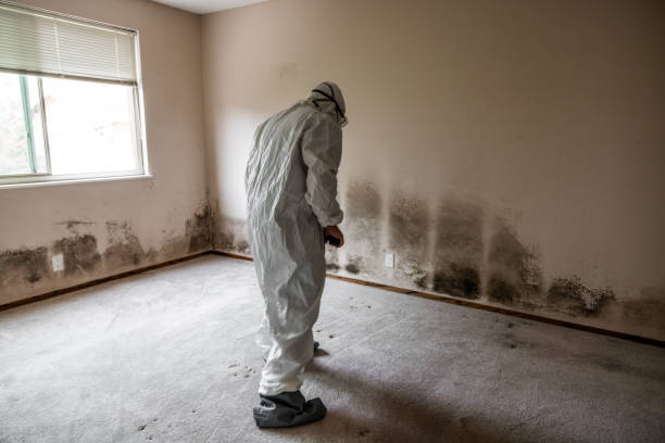Professional Mold Removal in Valley Park, MO