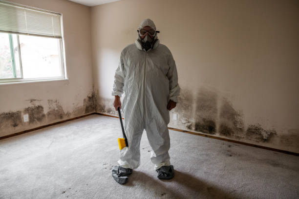 Best Attic Mold Removal  in Valley Park, MO