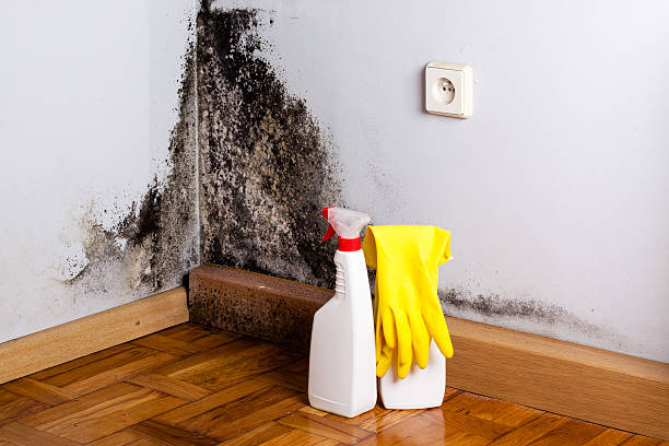 Best Fast Mold Removal  in Valley Park, MO