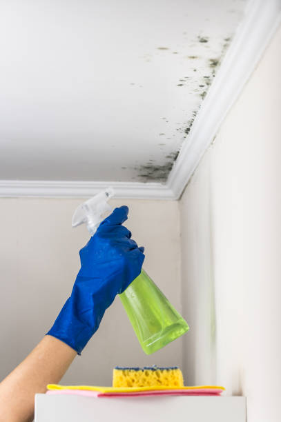 Best Residential Mold Removal  in Valley Park, MO